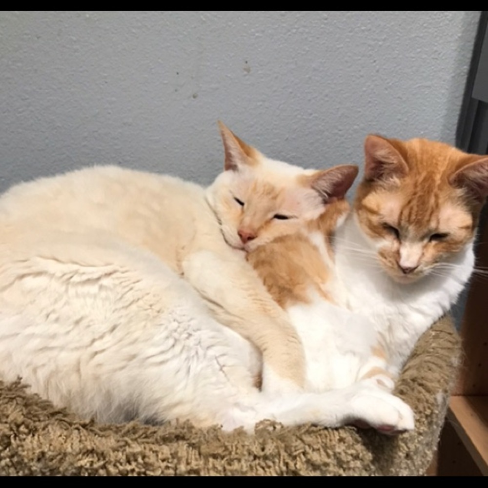 🚨PET ALERT🚨 - Picture 4 of 8